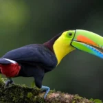 The-most-beautiful-and-colorful-bird-species-in-the-world-6