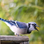 The-most-beautiful-blue-birds-in-the-world-4