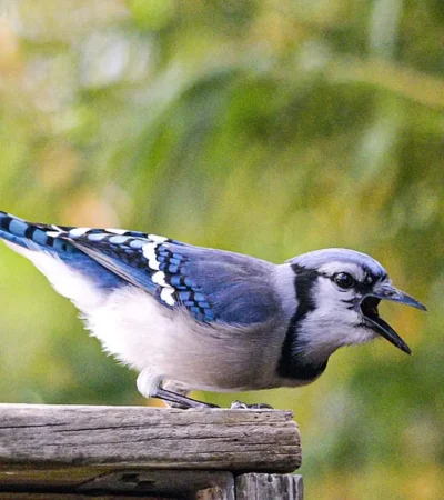 The-most-beautiful-blue-birds-in-the-world-4
