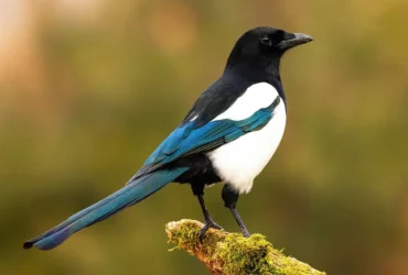 The-most-intelligent-bird-species-in-the-world-6