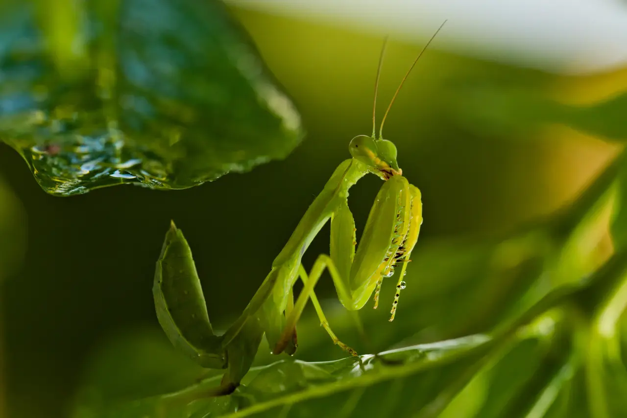 Bolbe Pygmaea Mantis: The Marvelous Miniature Hunter | WorldWeet
