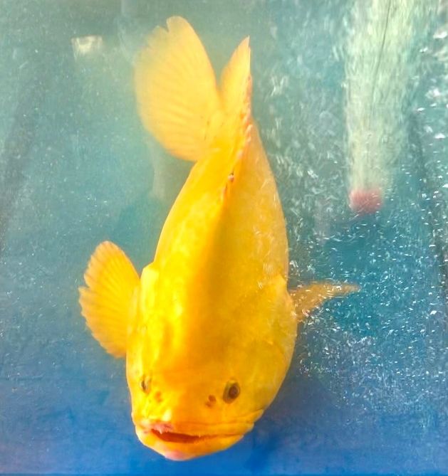 yellow-colored-fish-2