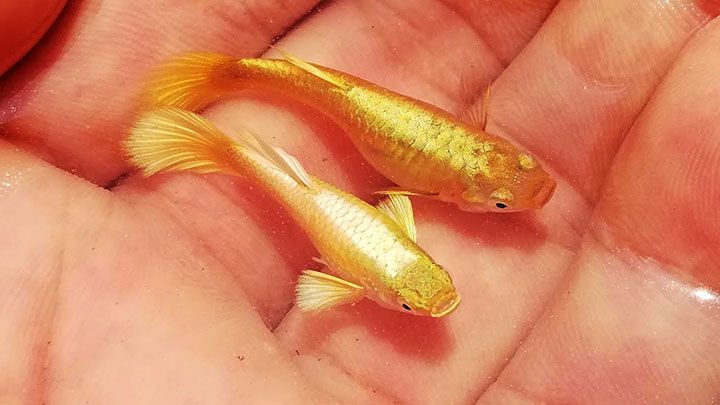 yellow-colored-fish-4