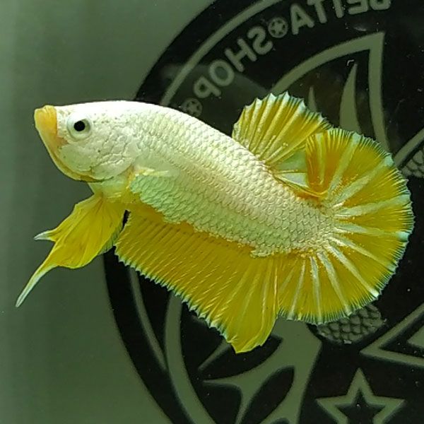 yellow-colored-fish-7