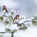 Animal Images Of The Week - Monkey Family Huddling Together To Escape Snowstorm...8