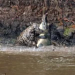 Animal Of The Week Photo - A Leopard Hunting A Giant Crocodile...1