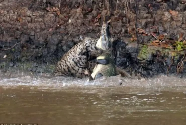 Animal Of The Week Photo - A Leopard Hunting A Giant Crocodile...1