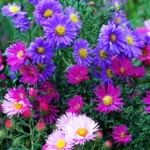 Aster Flowers 1