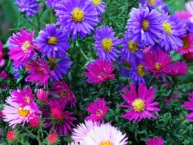 Aster Flowers 1