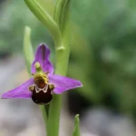 Bee Orchid 14