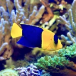 Bicolor Angelfish 1