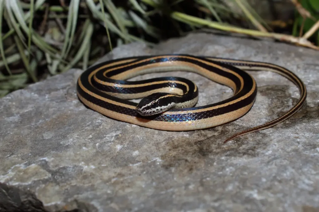 Black-striped Snake 1