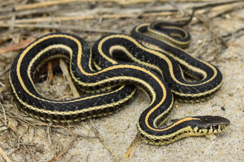 Black-striped Snake 3