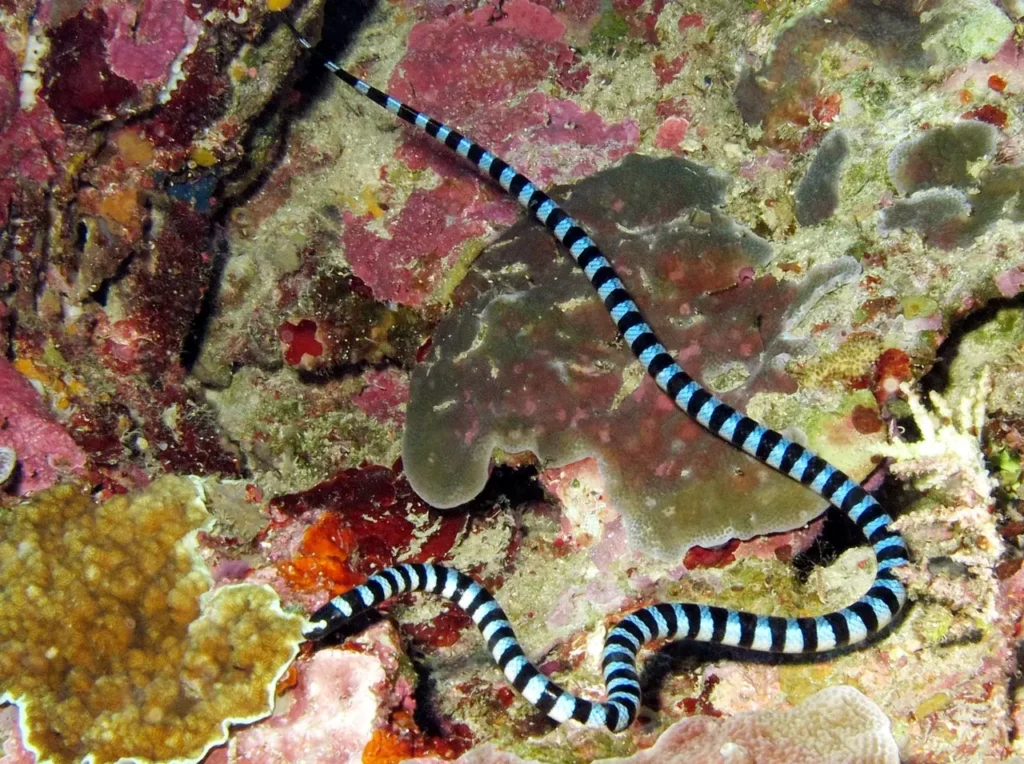 Blue-lipped Sea Krait 12