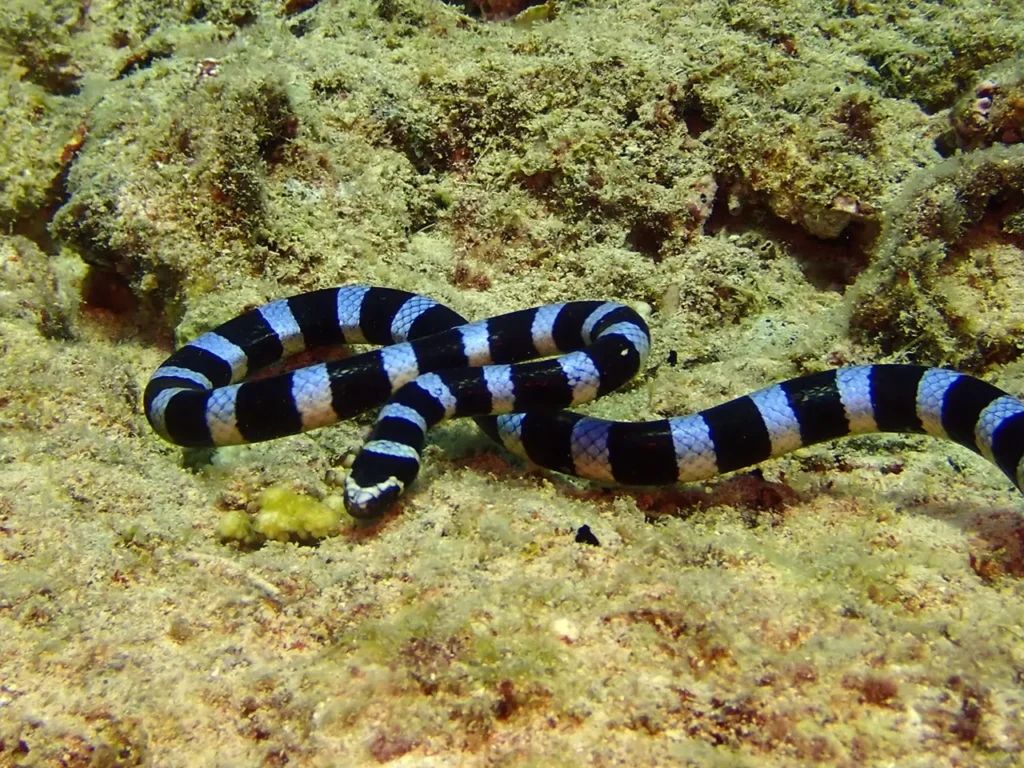 Blue-lipped Sea Krait 13