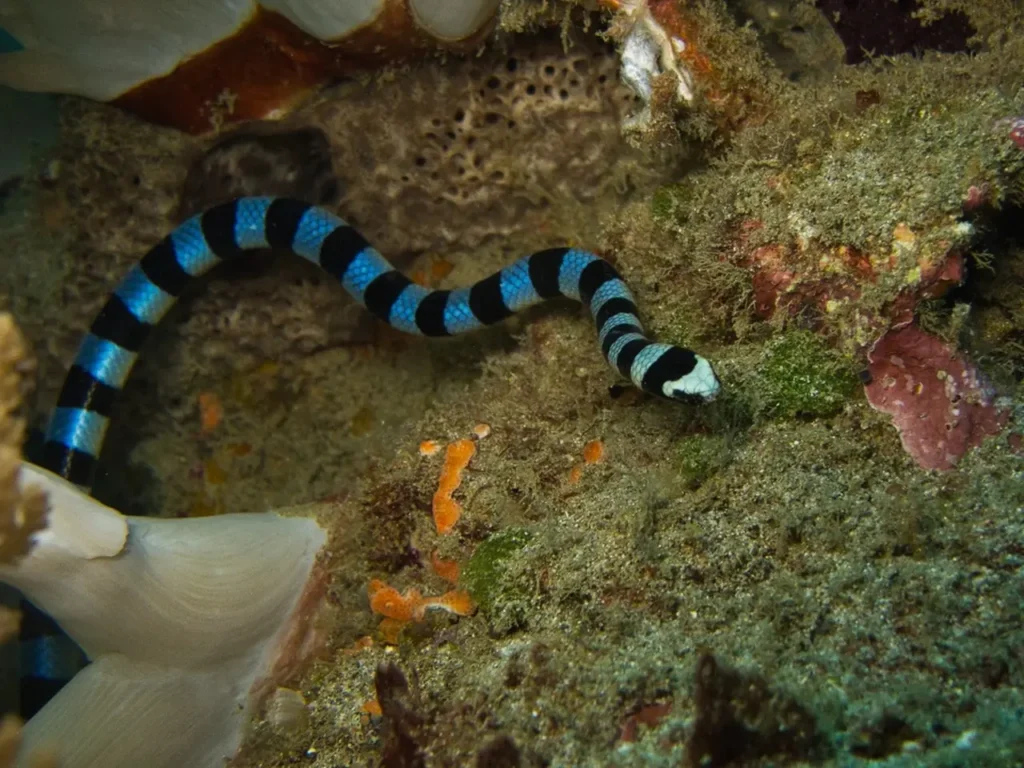 Blue-lipped Sea Krait 9