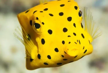 Boxfish Yellow 17
