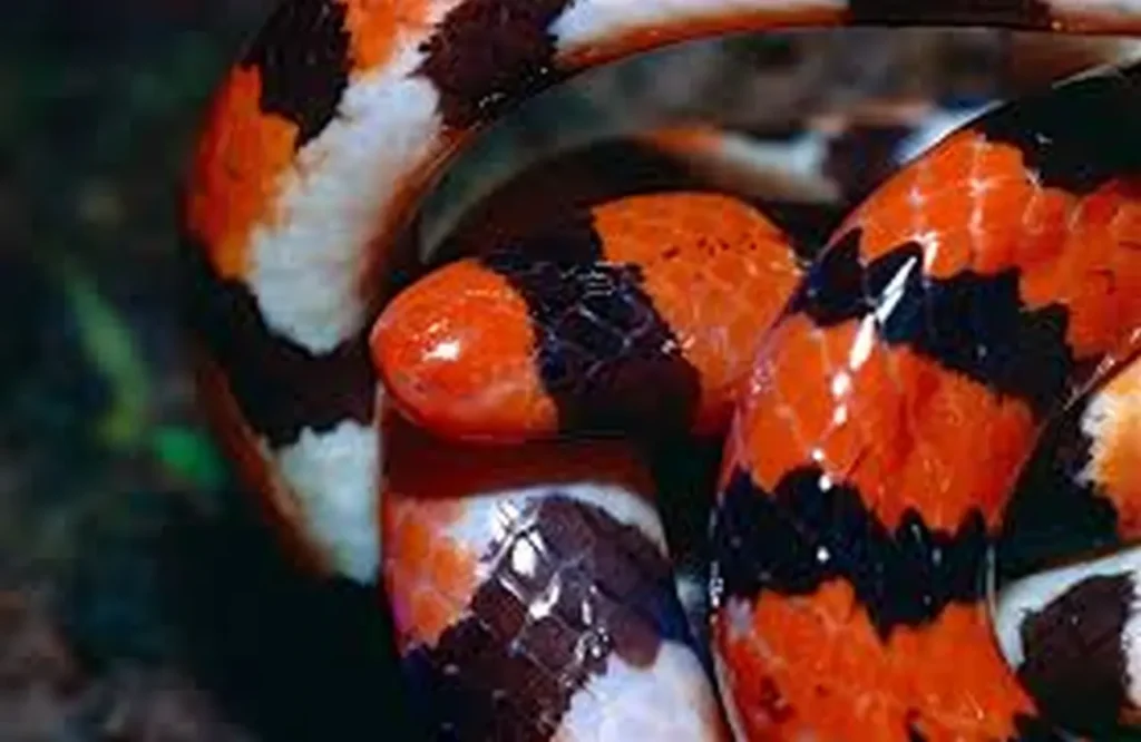 Brazilian False Coral Snake 6