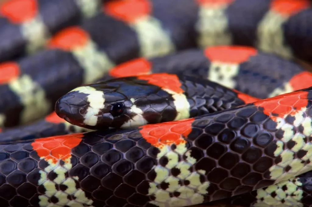 Brazilian False Coral Snake 7