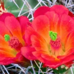 Cactus Flower 4