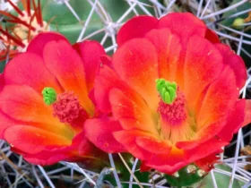 Cactus Flower 4