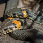 Can Snakes Avenge Their Partner's Death 2