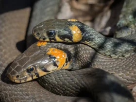 Can Snakes Avenge Their Partner's Death 2