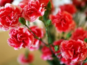 Carnation Flower 1