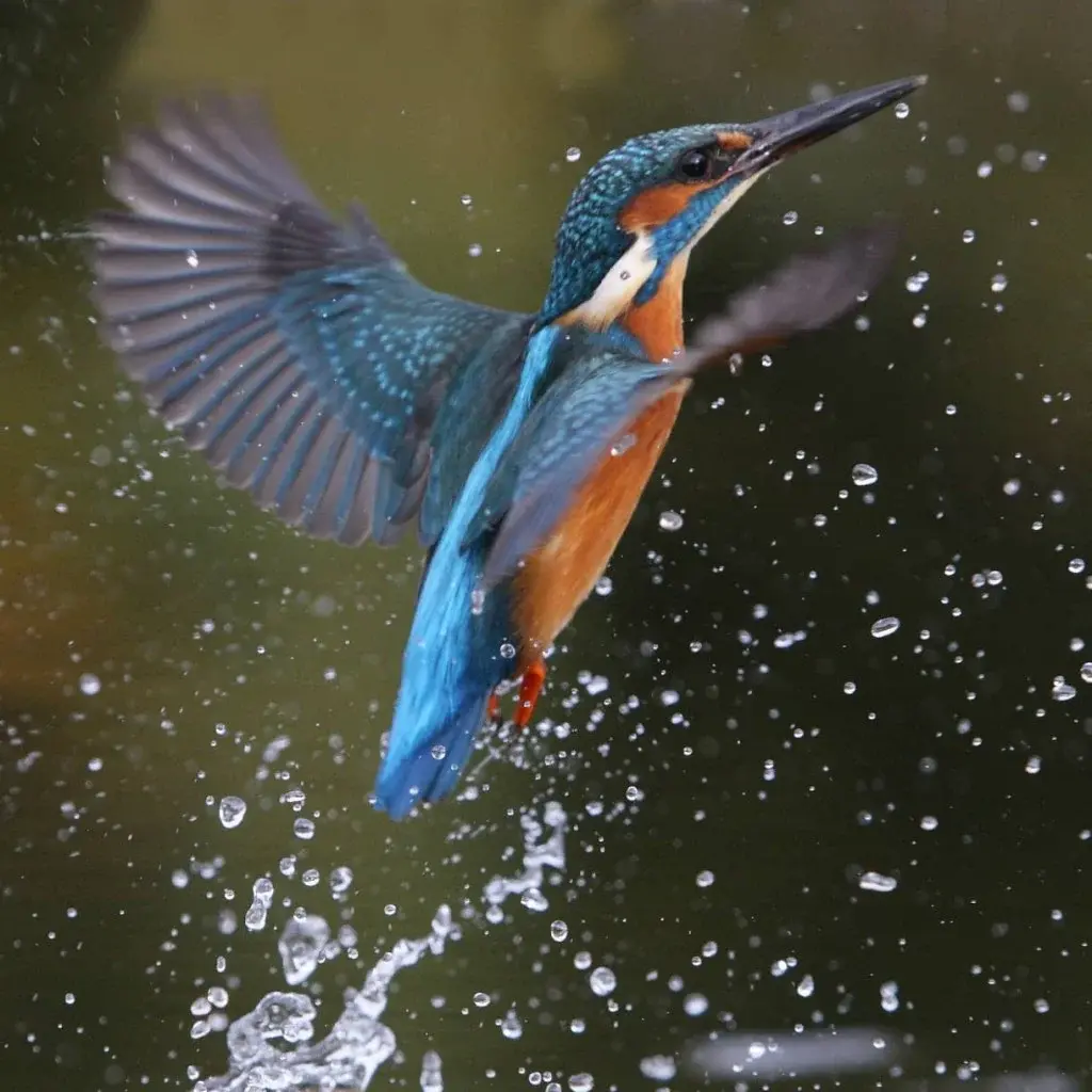 Common Kingfisher 22