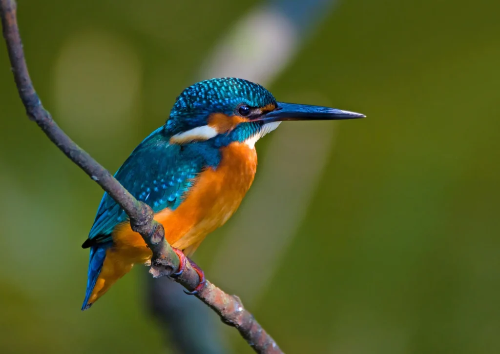 Common Kingfisher 24