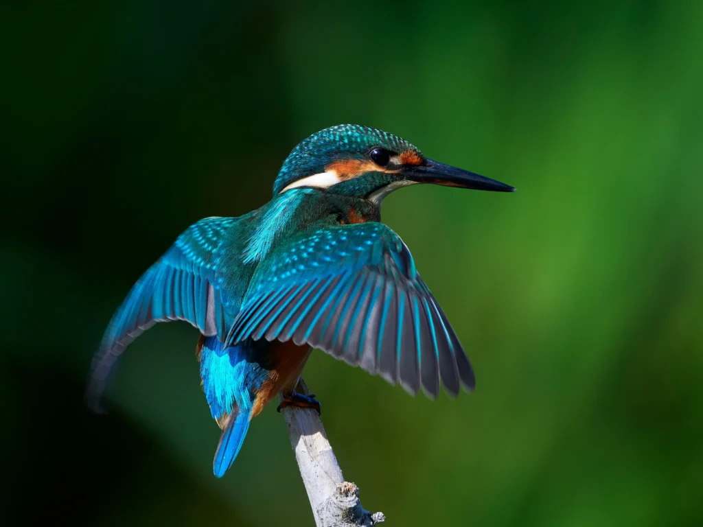 Common Kingfisher 8