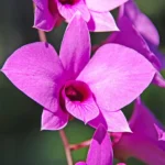 Cooktown Orchid 2