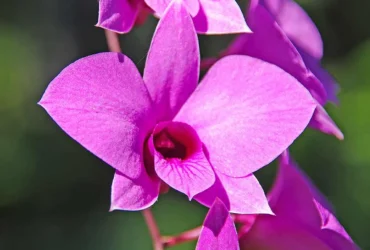 Cooktown Orchid 2