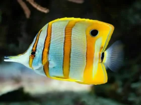 Copperband Butterflyfish 4