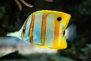 Copperband Butterflyfish 4
