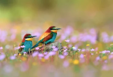 European Bee-eater 31