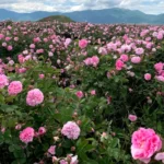 Explore The Rose Land - Bulgaria 52