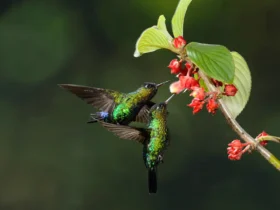 Fiery-throated Hummingbird 27