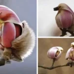 Flowers That Look Like Birds - Tiny Bird