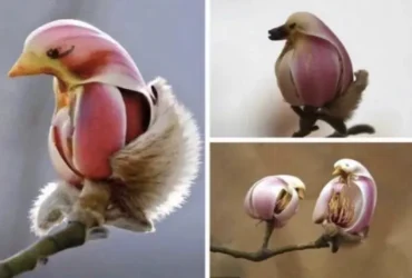 Flowers That Look Like Birds - Tiny Bird
