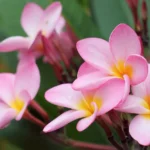 Frangipani Flower 6