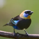 Golden-hooded Tanager 29