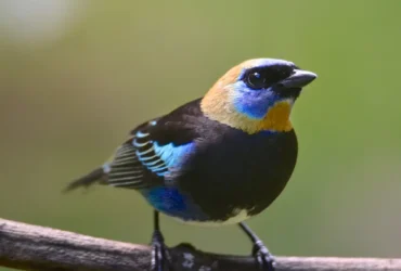 Golden-hooded Tanager 29