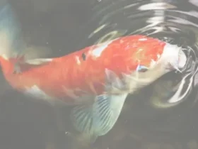 Koi Fish - Kohaku 7