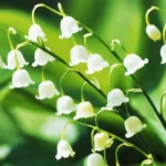 Lily Of The Valley 2