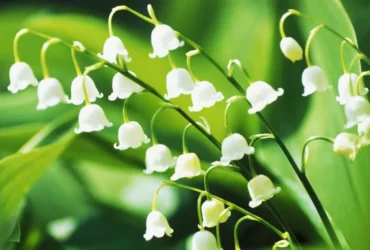 Lily Of The Valley 2