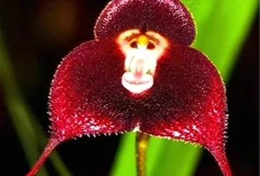 Monkey Face Orchid Flowers 2