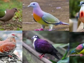 Most Colorful Pigeons And Doves In The World