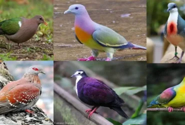 Most Colorful Pigeons And Doves In The World