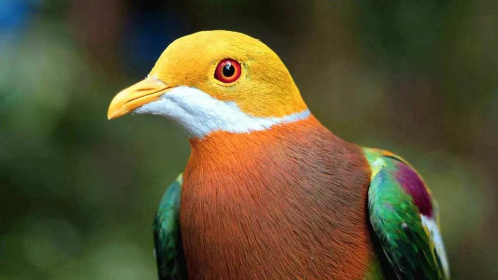 Most Colorful Pigeons And Doves In The World 8